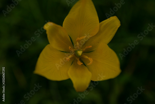 Golden Bloom