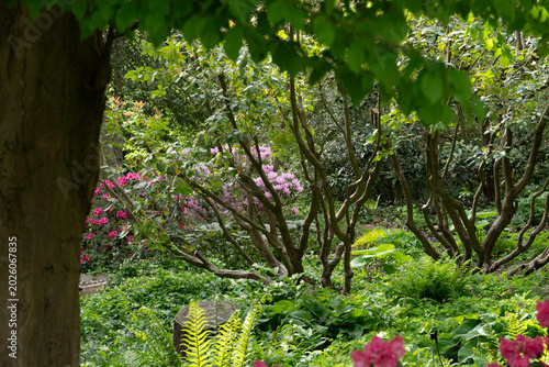 Lush Garden Vista