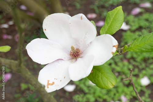 Magnolia Bloom in Spring