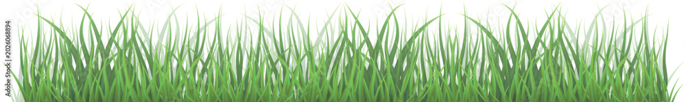 Naklejka premium Green Grass. Grass isolated on white background, vector illustration