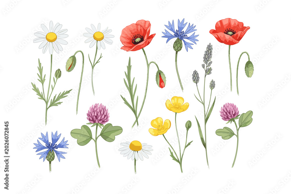 Fototapeta premium Wildflowers Collection Illustration