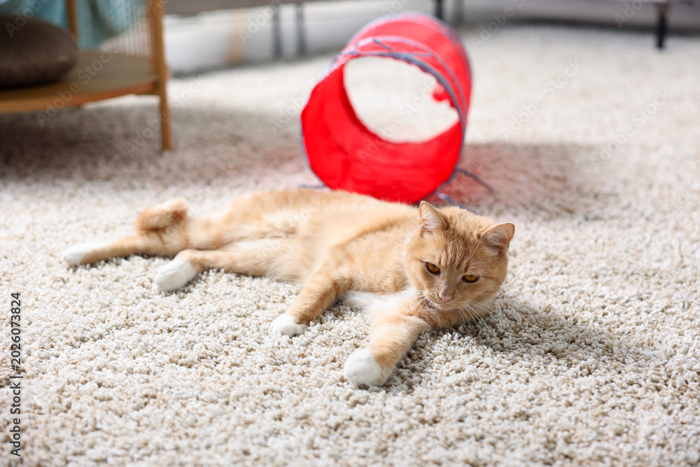 Fototapeta premium Cute cat resting on carpet and toy tunnel at home