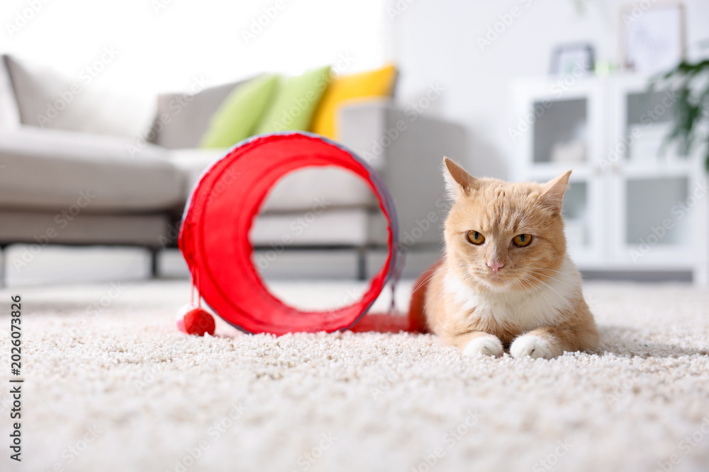 Fototapeta premium Cute cat resting on carpet and toy tunnel at home