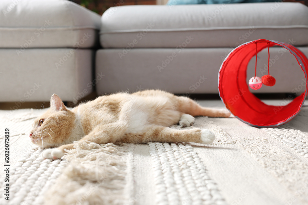 Fototapeta premium Cute cat resting on carpet and toy tunnel at home