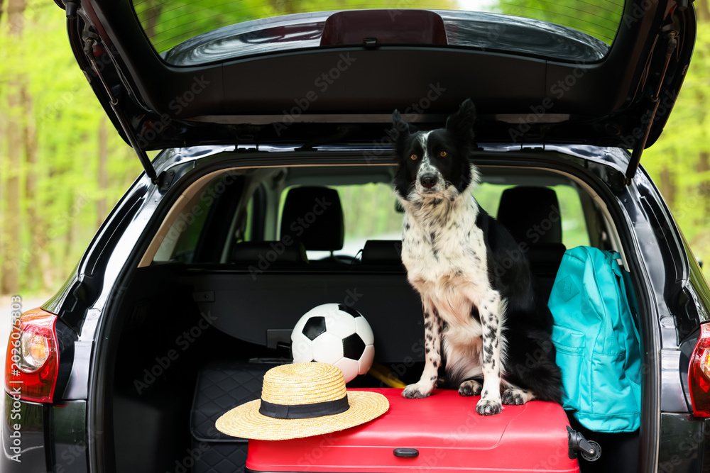 Fototapeta premium Cute dog and luggage in car trunk. Traveling with pet