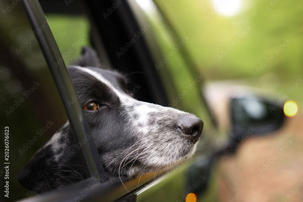 Fototapeta premium Cute dog peeking out car window, view from outside. Traveling with pet