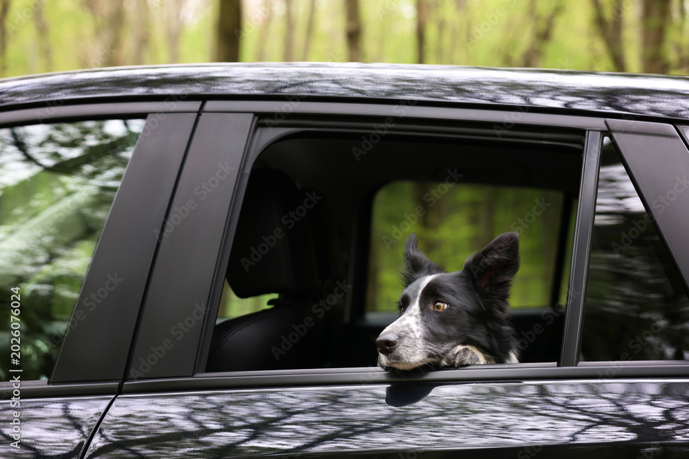 Fototapeta premium Cute dog peeking out car window, view from outside. Traveling with pet