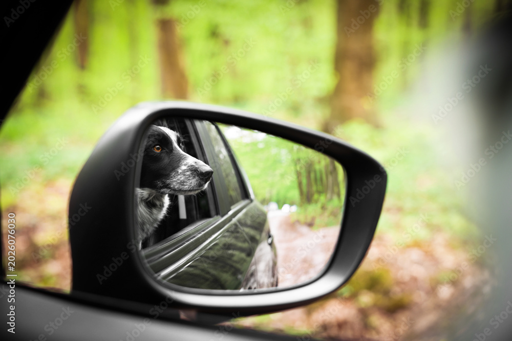 Fototapeta premium Cute dog looking out car window, view through side mirror. Traveling with pet