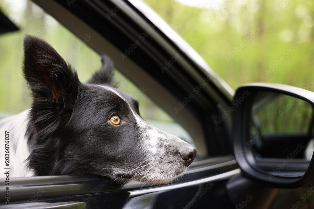 Fototapeta premium Cute dog peeking out car window, view from outside. Traveling with pet