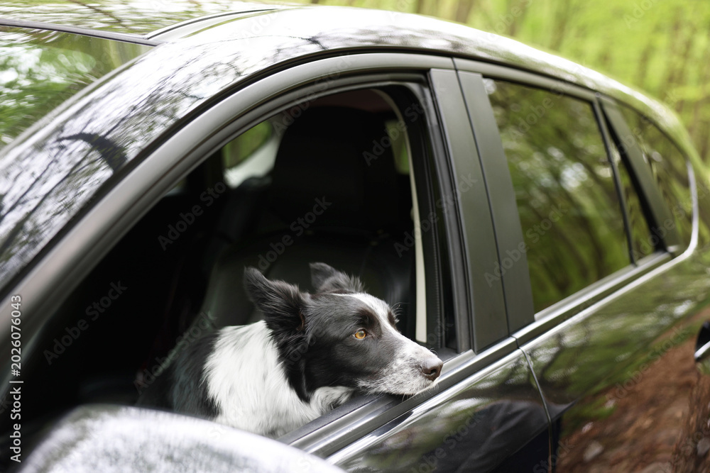 Fototapeta premium Cute dog peeking out car window, view from outside. Traveling with pet