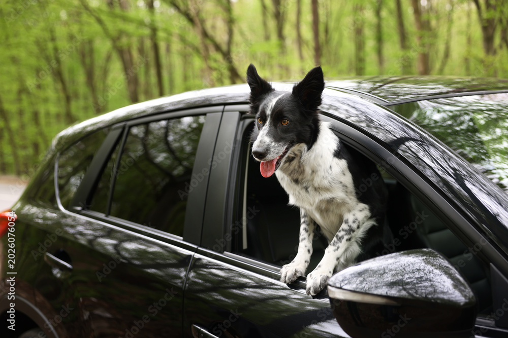 Fototapeta premium Cute dog peeking out car window, view from outside. Traveling with pet