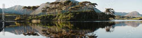 Schilderij op canvas Twelve Pines Island reflects in calm Derryclare Lough as evening light touches the trees and Connemara mountains in County Galway