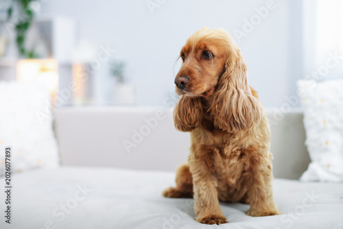 Konstfotografi English Cocker Spaniel dog on sofa at home, space for text