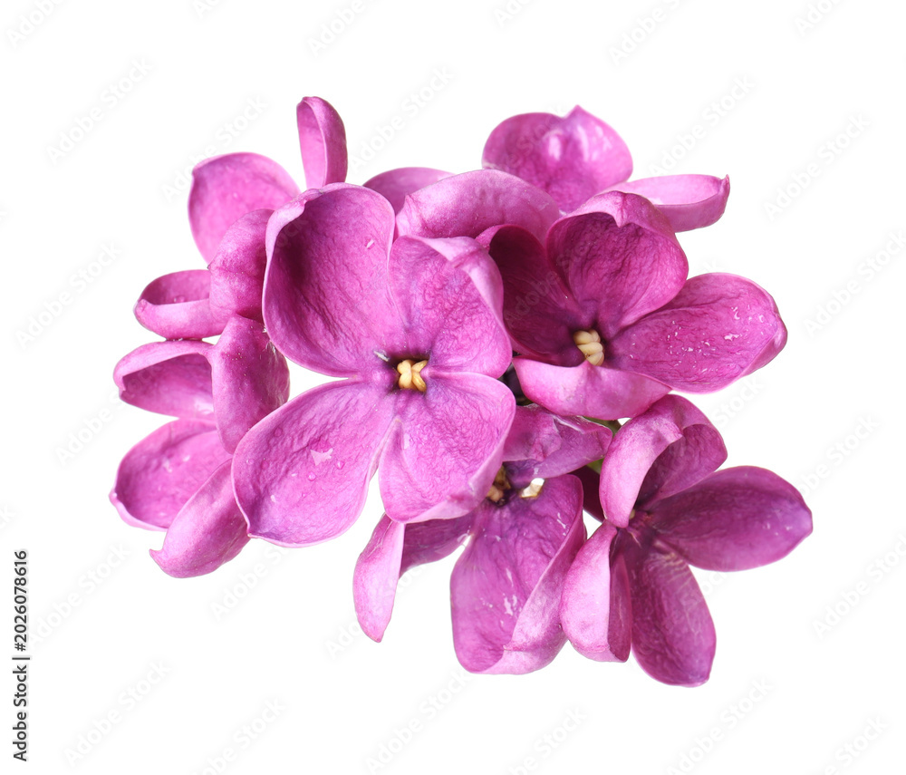 Obraz premium Fresh beautiful lilac flowers isolated on white