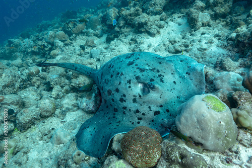 Giant oceanic manta ray resting on Maldives reef