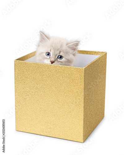Neva Masquerade Kitten Inside Golden Gift Box