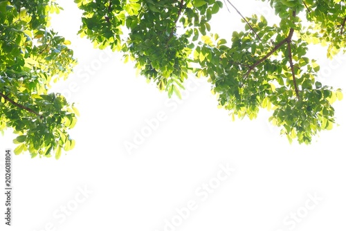 A tropical tree with leaves branches on white isolated background for green foliage backdrop 