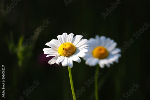 zwei weiße Gänseblümchen