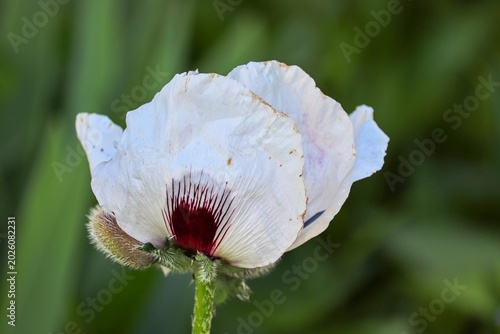 weiße Blüte einer Mohnblume