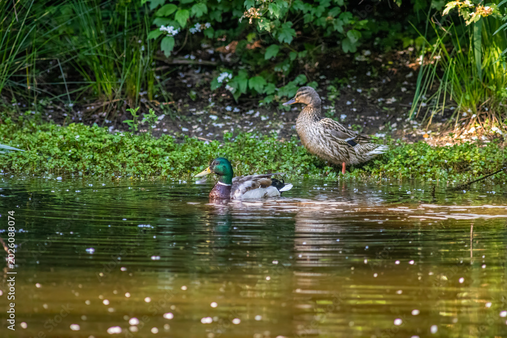Fototapeta premium Pair of Mallard Ducks Swimming in Oasi Le Foppe Natural Oasis, Italy