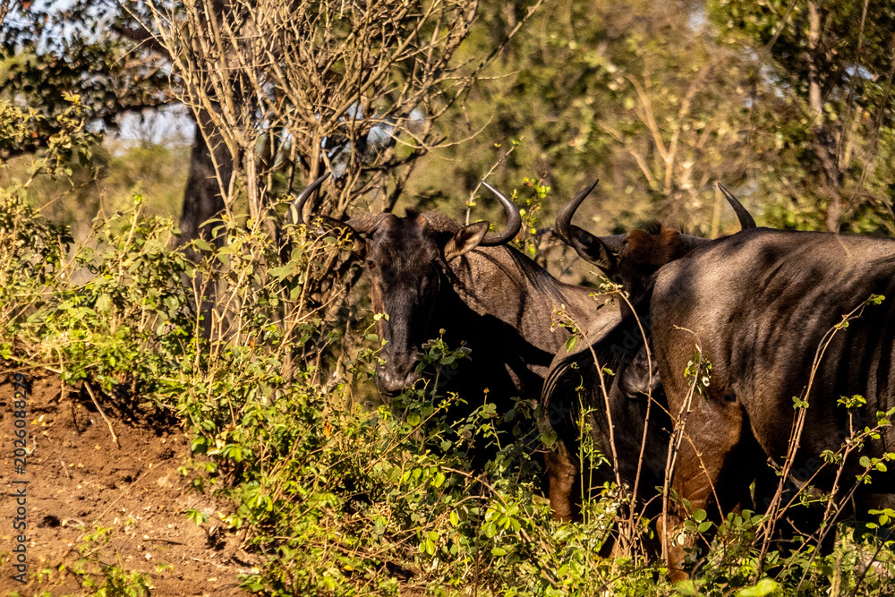 Fototapeta premium A small herd of blue wildebeest (Connochaetes taurinus) in a thicket next to the dirt road in Mbuluzi Game Reserve, Eswatini,