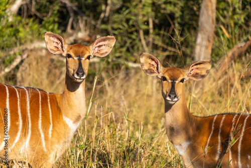 Foto Headview of two alert Njala ewe’s (Tragelaphus angasii) looking straight at the camara in Mbuluzi Game reserve, Eswatini