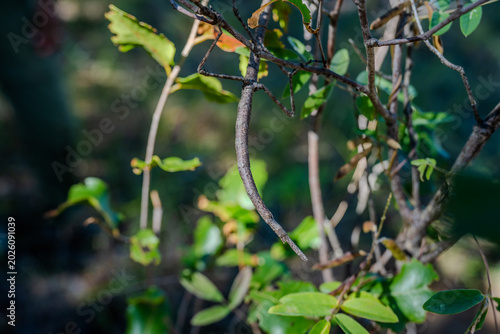 Stick insect camouflaged on a branch in Isalo National Park