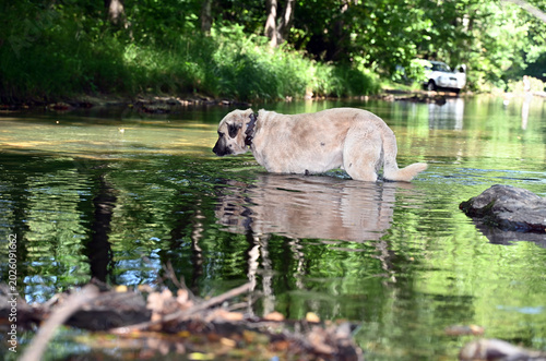 Foto Anatolian shepherd dog standing in calm river forest background