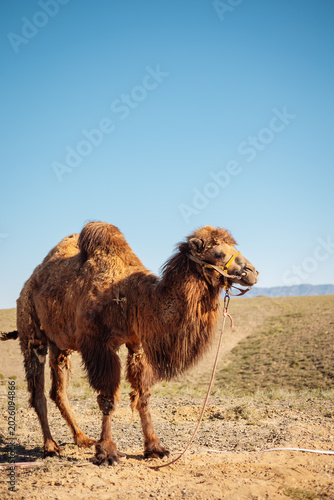 Full length portrait of Bactrian camel in desert steppe