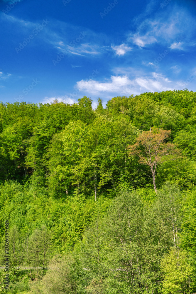 Fototapeta premium Lush green forest on mountain hill under bright blue sky