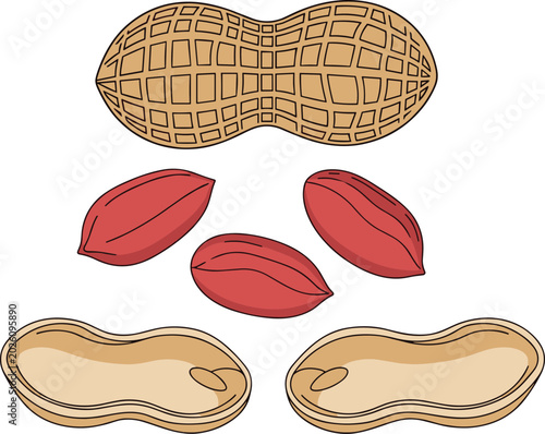 Photos Vector illustration of peanuts in shell, shelled, and red-skinned peanuts on a t