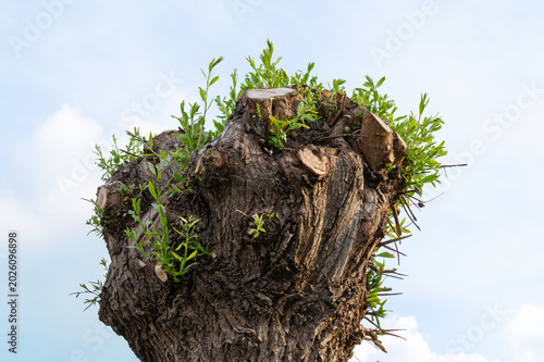 Konstfotografi Bright sunlight accentuates delicate leaves sprouting from recent tree pruning i