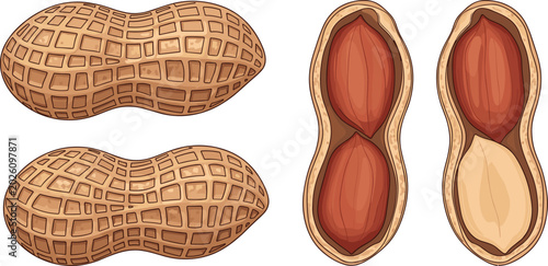 Tableau sur toile Vector illustration of peanuts, whole and opened to show nuts inside, with trans