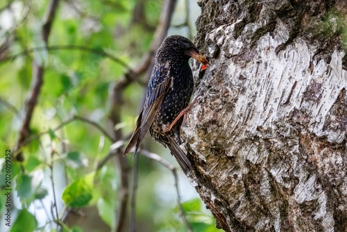 Side profile of a European starling bringing food to its baby bird in a nesting cavity. Wild bird parenting and feeding behavior on a spring day.