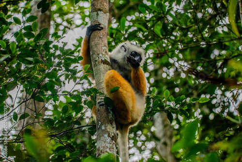 Bilde på lerret Diademed sifaka clinging to a tree trunk in the Andasibe rainforest