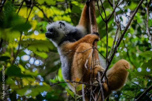 Quadro su tela Diademed sifaka clinging to a tree branch in a forest