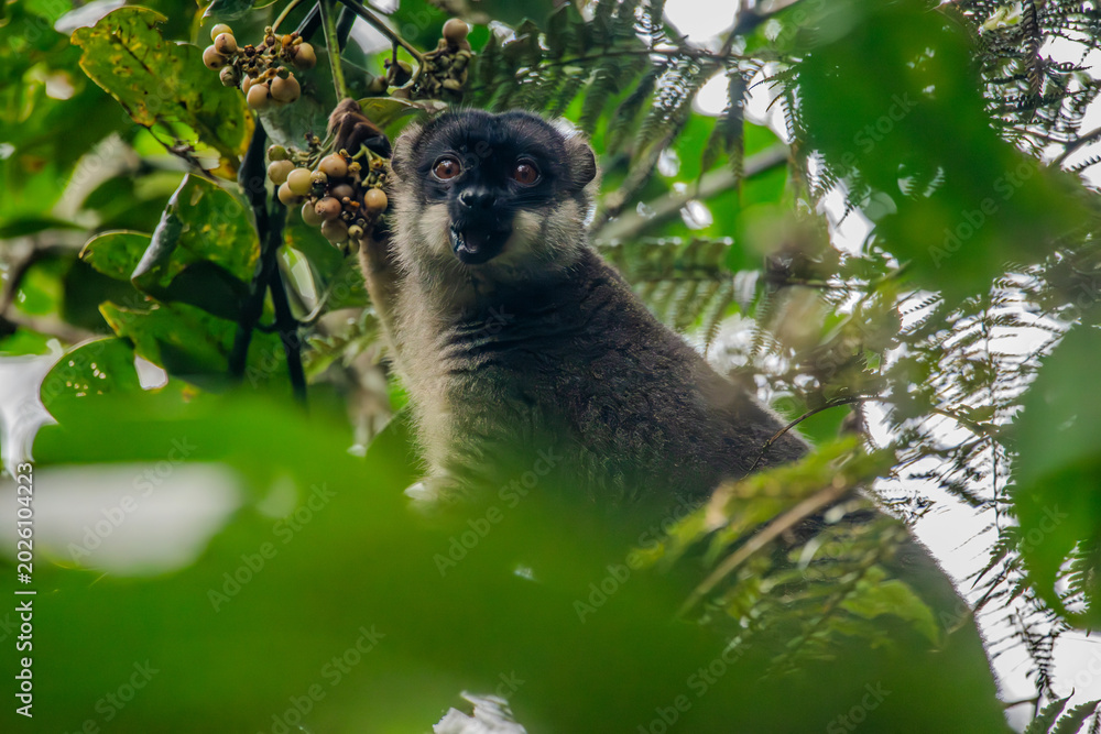 Fototapeta premium Common brown lemur looking through dense foliage in Andasibe