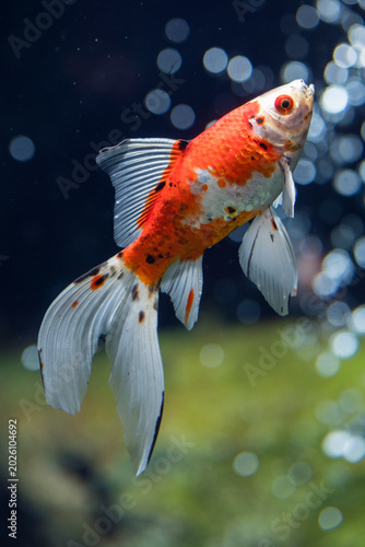 ゆらゆらと泳ぐ金魚