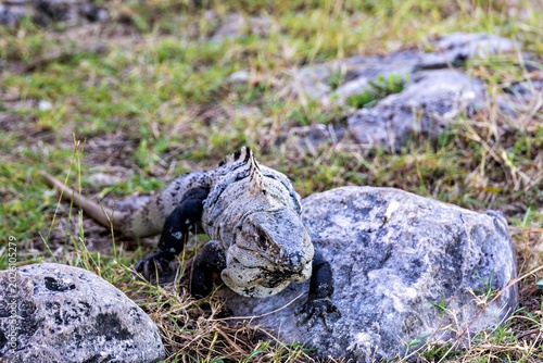 Black spiny-tailed iguana resting on rocks in natural habitat