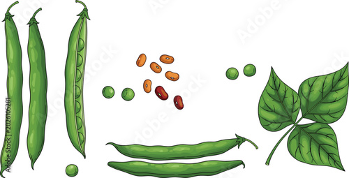 Bild auf Leinwand Green beans cartoon set