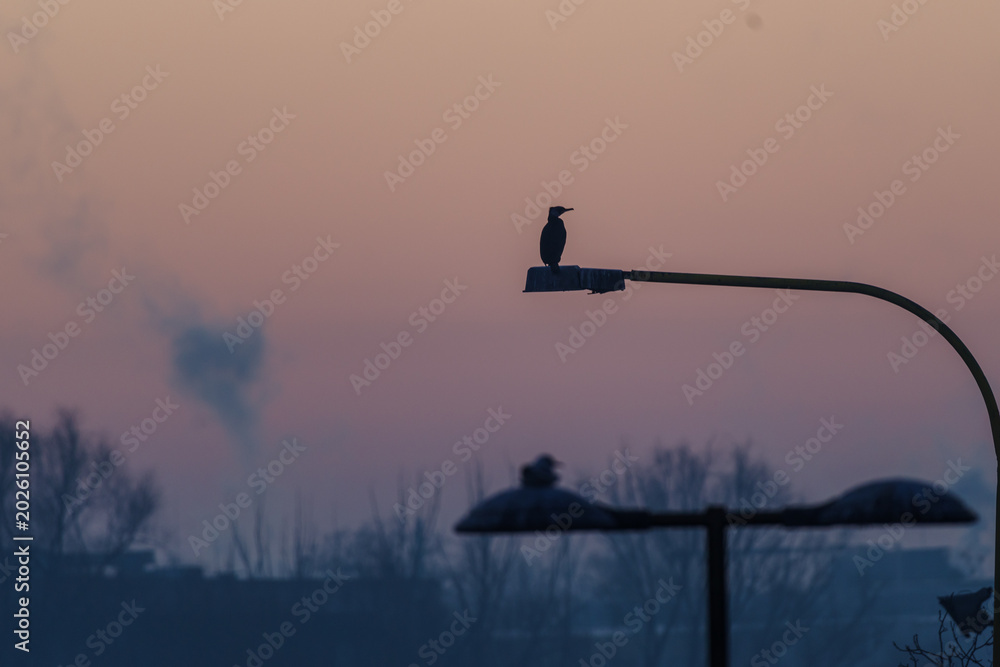 Fototapeta premium Sylwetka kormorana siedzącego na miejskiej latarni we mgle. Ptak w mieście o świcie, zamglony industrialny krajobraz, smog i zanieczyszczenie powietrza.