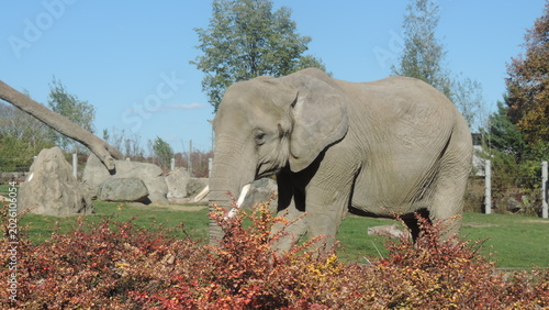 Quadro su tela Elephant