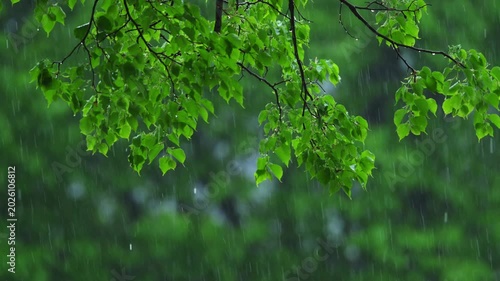 Fresh green tree branches in spring rain with water drops and soft natural background. Peaceful rainy nature scene.