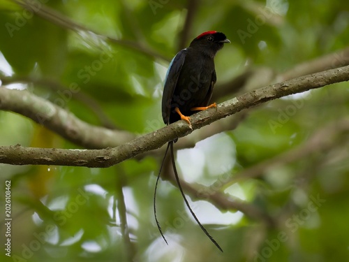 Fotografija Long-tailed Manakin
