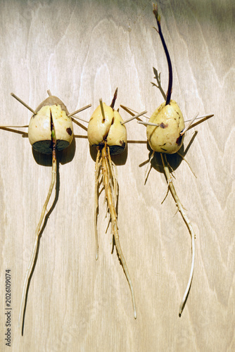 Foto Three avocado pits with different root length and sprout formation on wooden background
