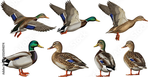 Fotografie Mallard Duck Vector Set