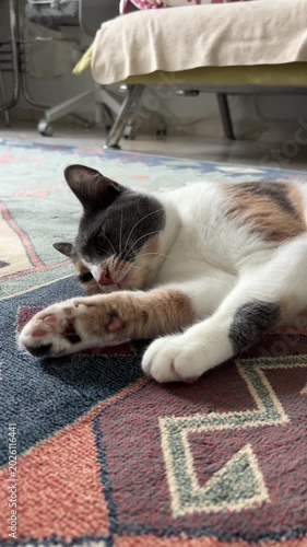 Real-time footage of a relaxed calico cat lying on a colorful rug indoors