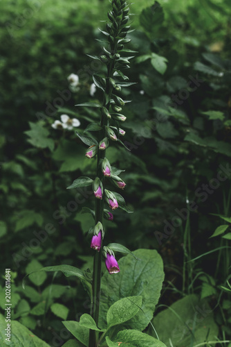 Schilderij op canvas Foxglove (Digitalis purpurea) Wild Flower
