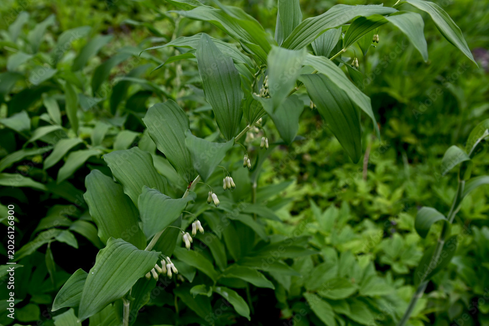 Obraz premium In the spring forest grows multifloral plant Polygonatum multiflorum