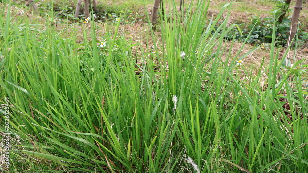 Fototapeta premium Lush green grass with small white flowers